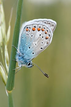 Macro image of a vibrant common blue butterfly (Polyommatus icarus) resting on grass outdoors.