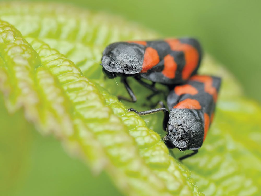 Kostenlos Schwarzes Und Orange Insekt, Das Grünes Blatt Während Des Tages In Der Kamera Fokus Fotografie Isst Stock-Foto