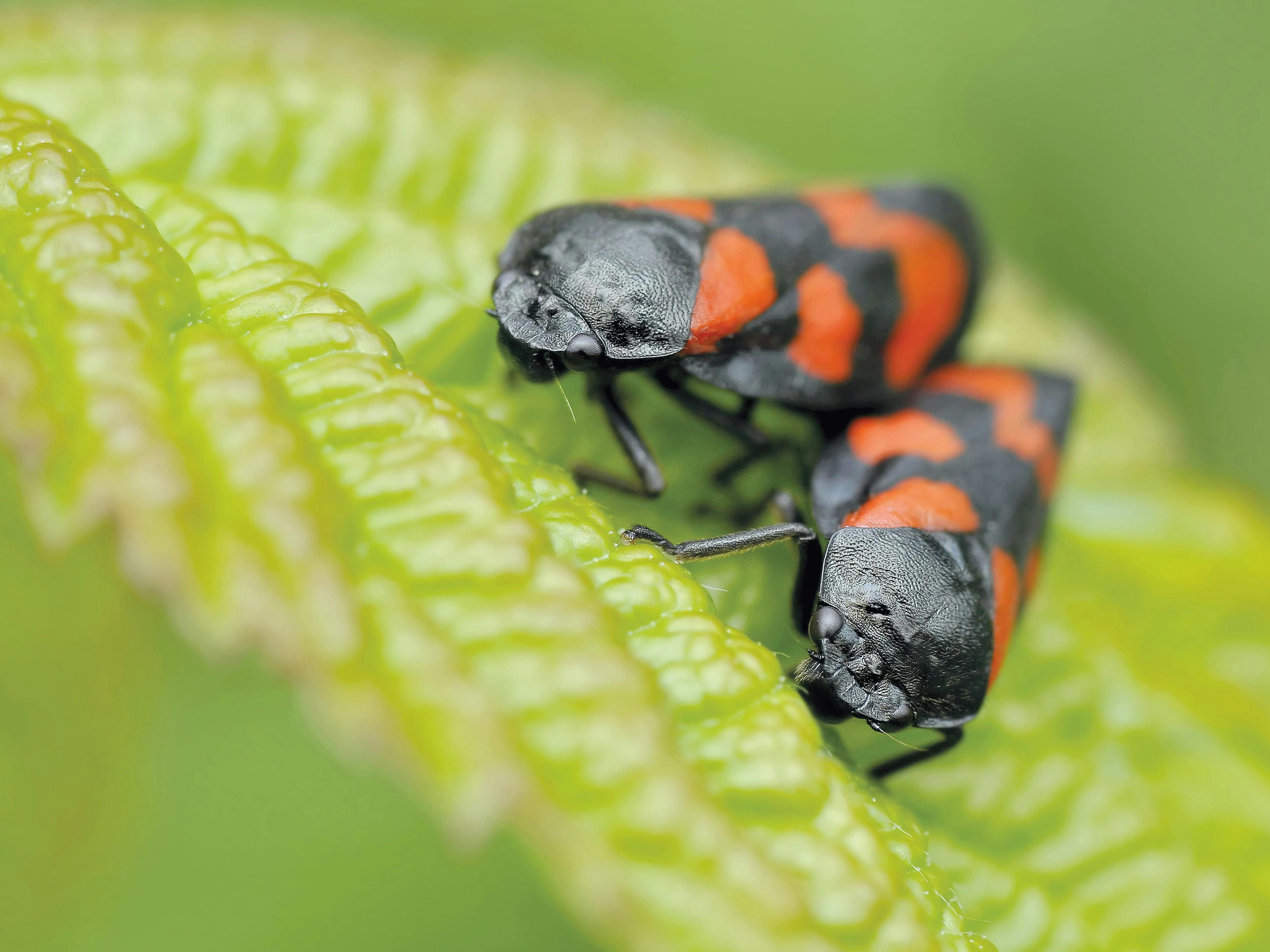 Smeltend op gang brengen Monnik Zwart En Oranje Insect Dat Overdag Groen Blad Eet In Camerafocusfotografie  · gratis stockfoto