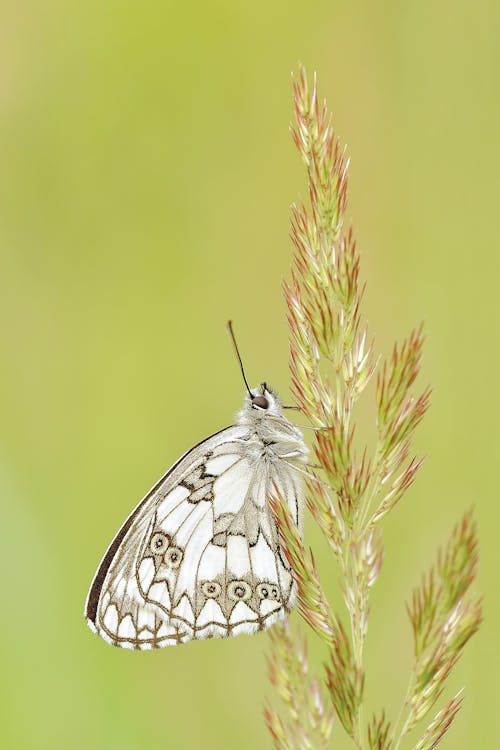 White and Brown Butterfly on Green and Pink Leaf Plant