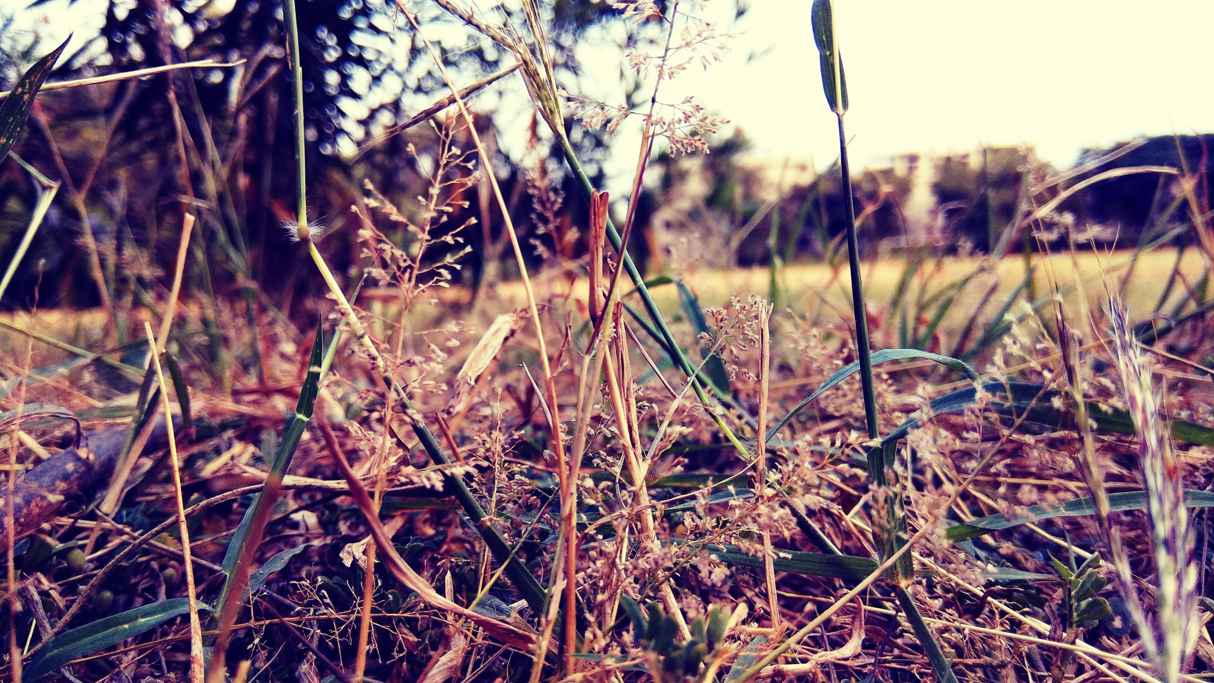 Free stock photo of crops, dry grass, wallpaper grass