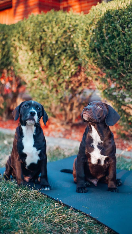 Free Two Dogs Sitting on a Mat Looking Afar Stock Photo