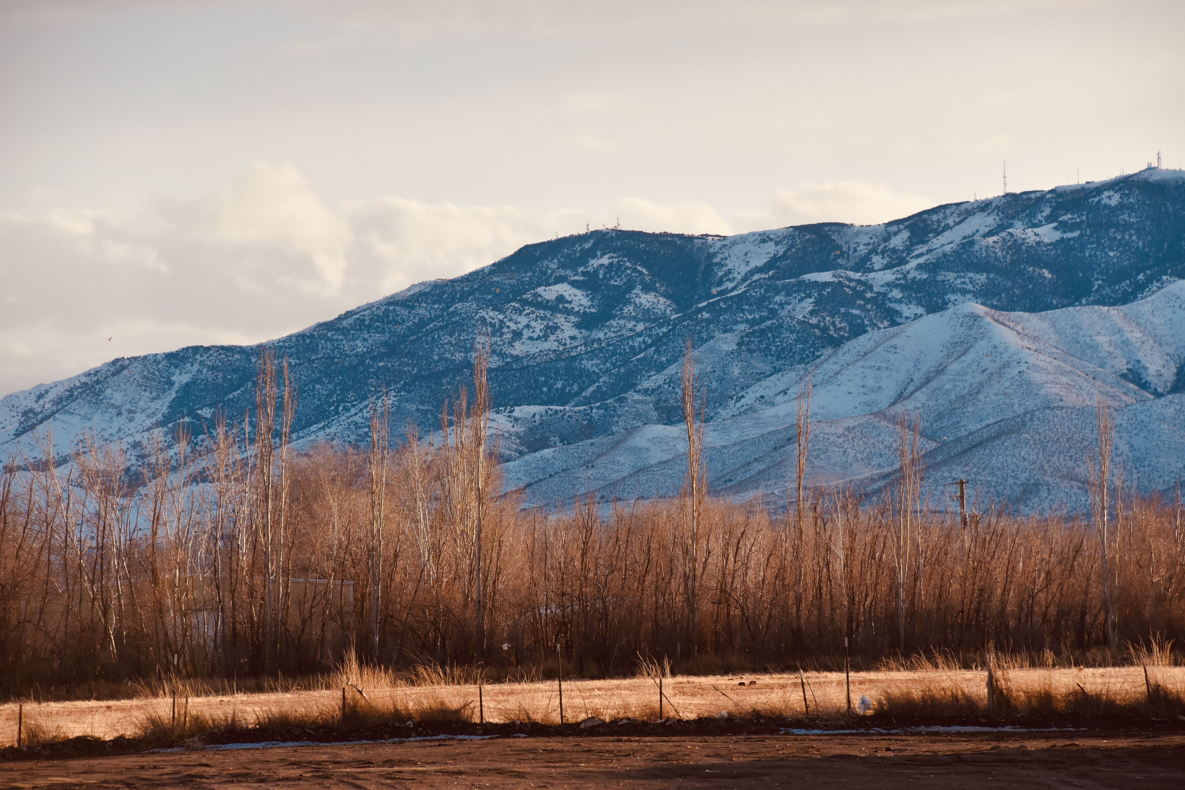 Lehi: Snow-covered mountains and winter trees in Lehi