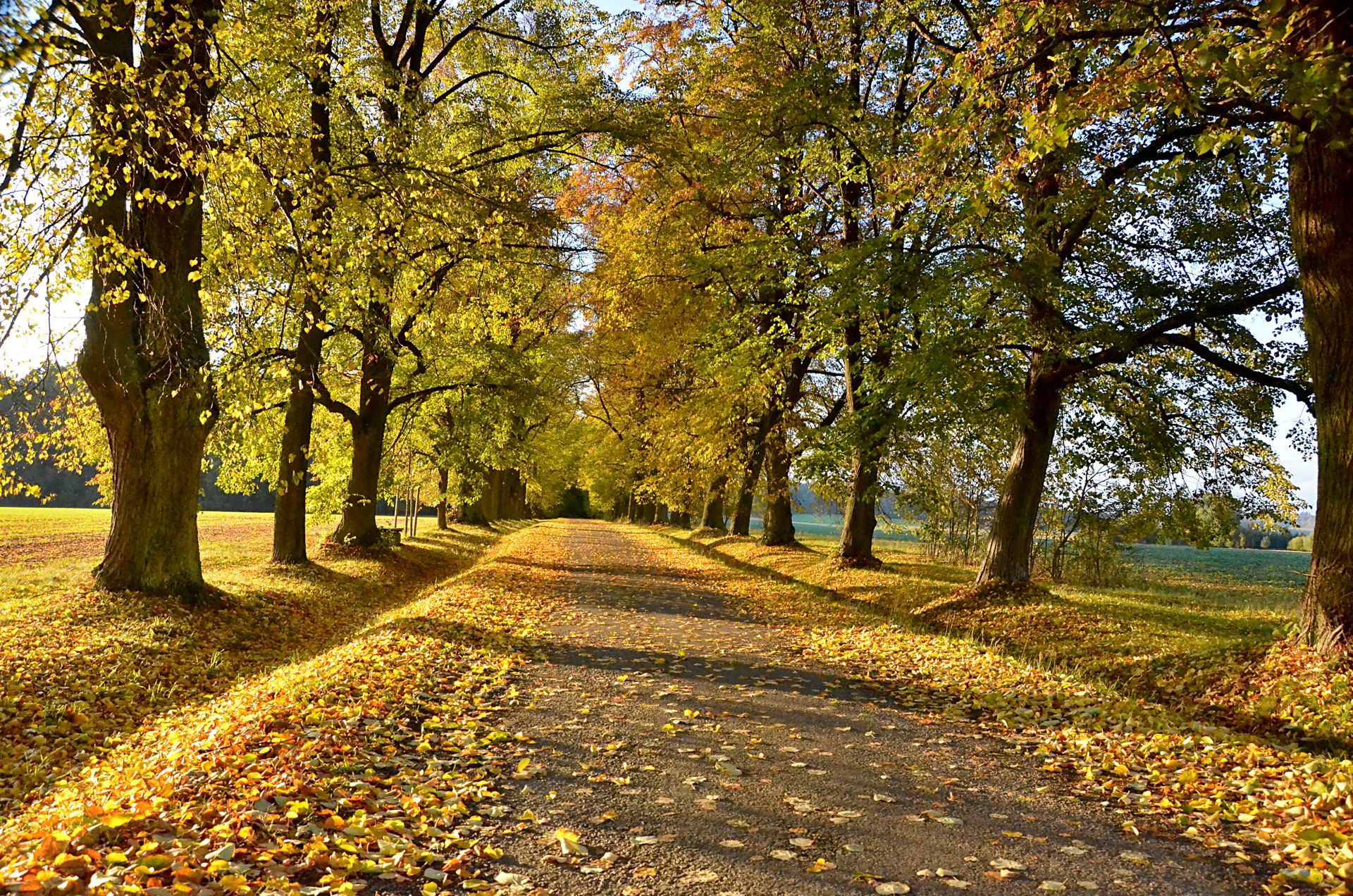 A serene autumn path lined with trees, carpeted in golden leaves under a clear sky.