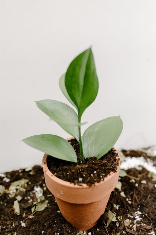 Green Plant in Brown Clay Pot