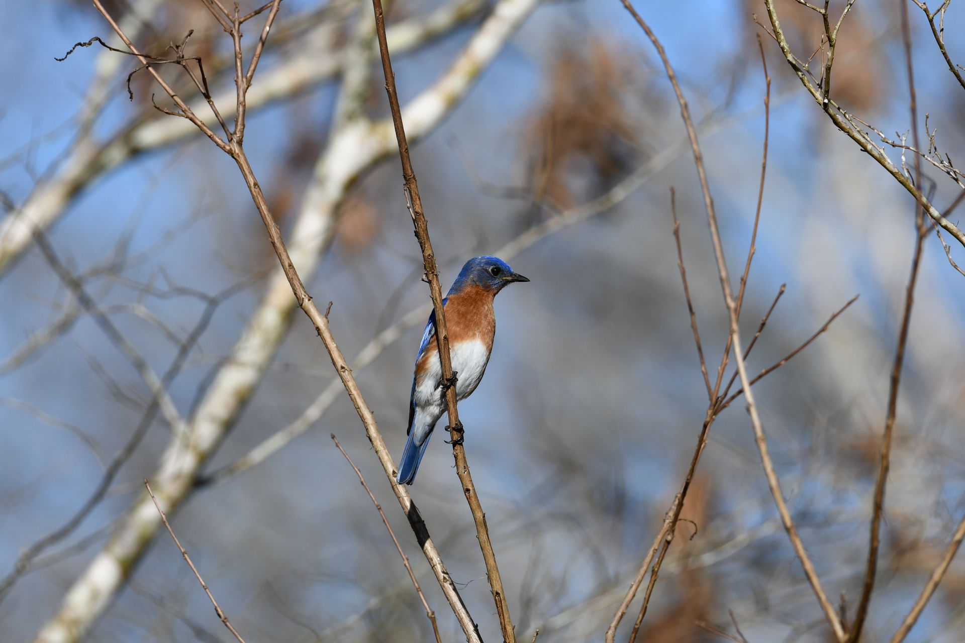 A vibrant Eastern Bluebird perched on a bare branch in Diamondhead, Mississippi on a clear winter day.