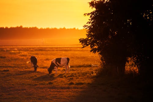 Ilmainen kuvapankkikuva tunnisteilla auringonlasku, eläinkuvaus, karja