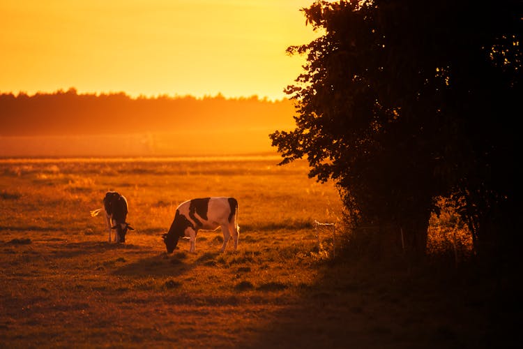 Cows On Field Grazing Beside Tree During Sunset