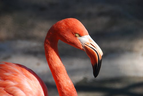Free Red Flamingo Stock Photo