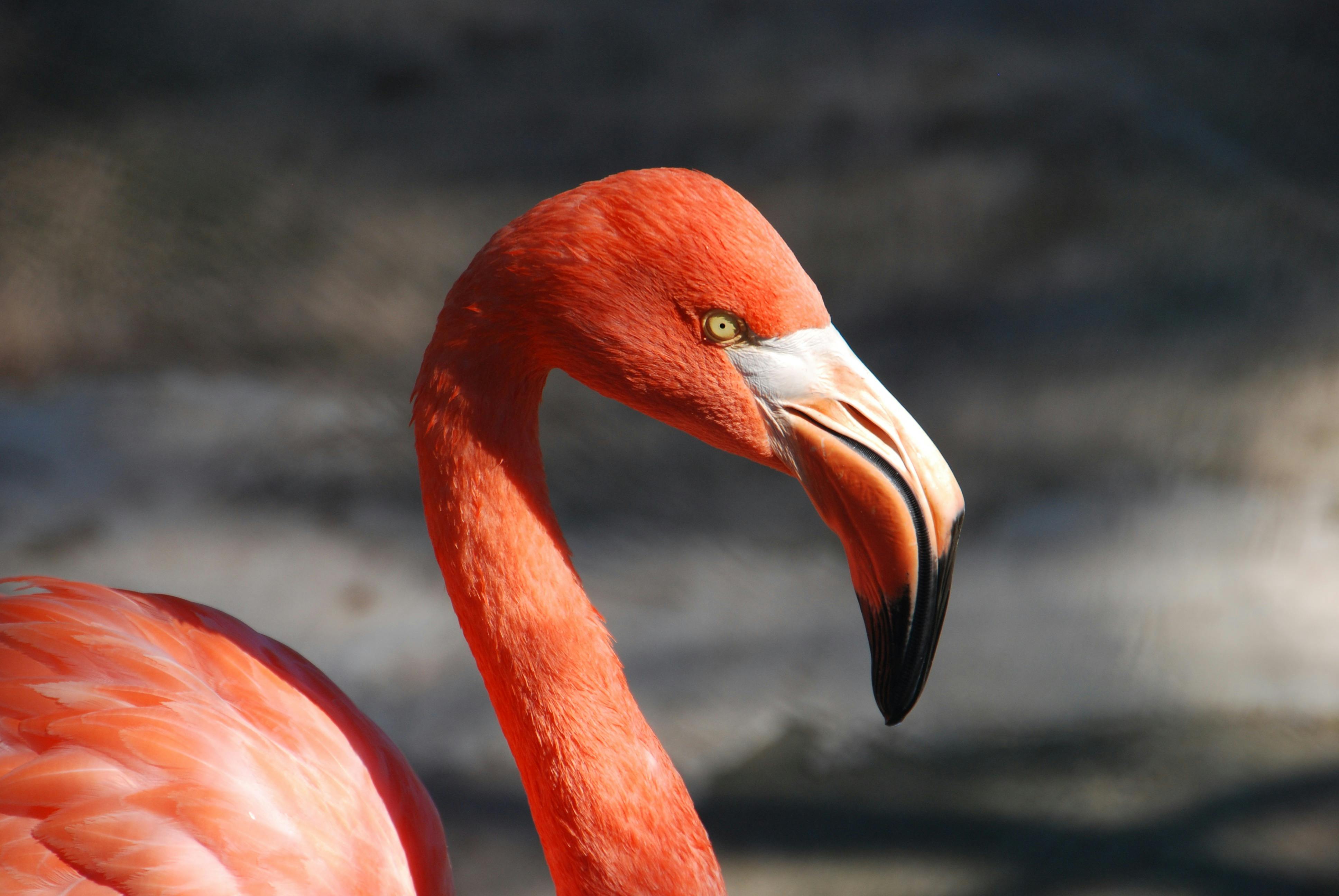 Flamingo Photos Download Free Flamingo Stock Photos Hd Images