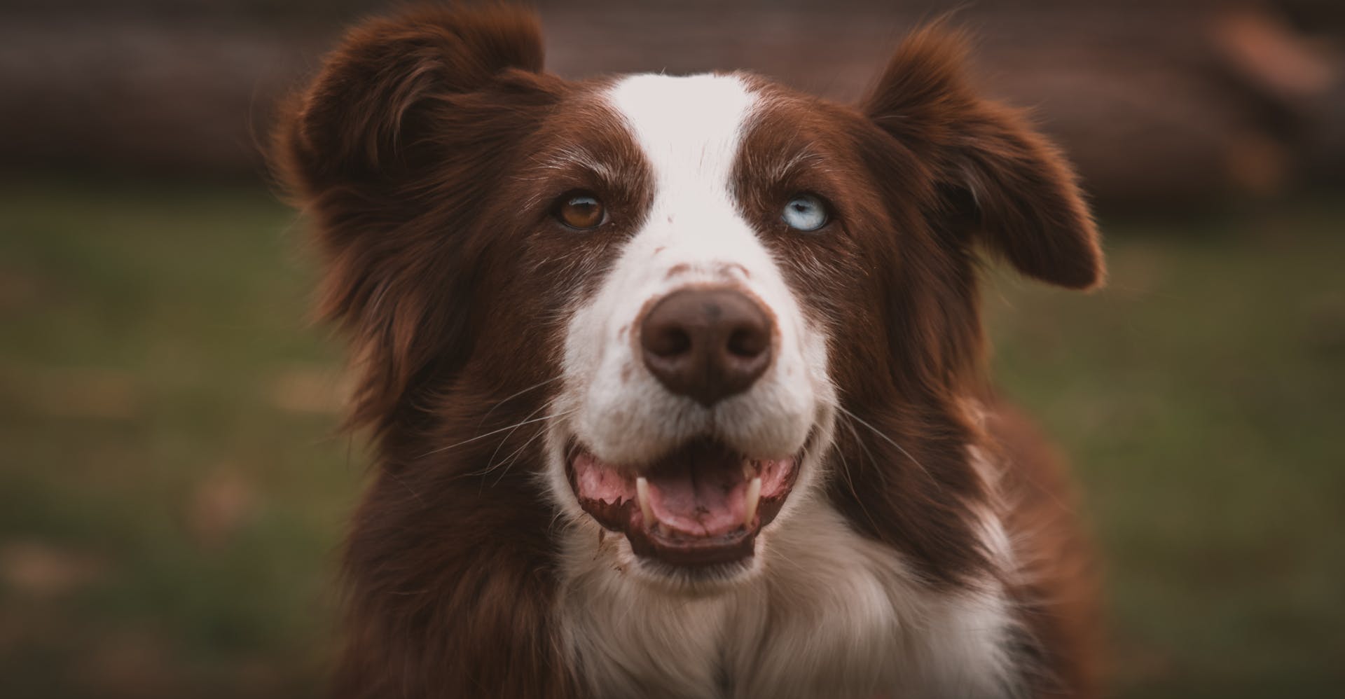 Adorable chocolate Border Collie with heterochromia standing on grassy meadow and looking at camera with opened mouth