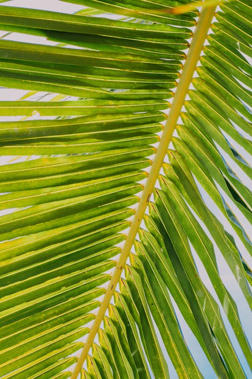 Kostenlos Kostenloses Stock Foto zu kokosnussblätter, nahansicht, natur Stock-Foto