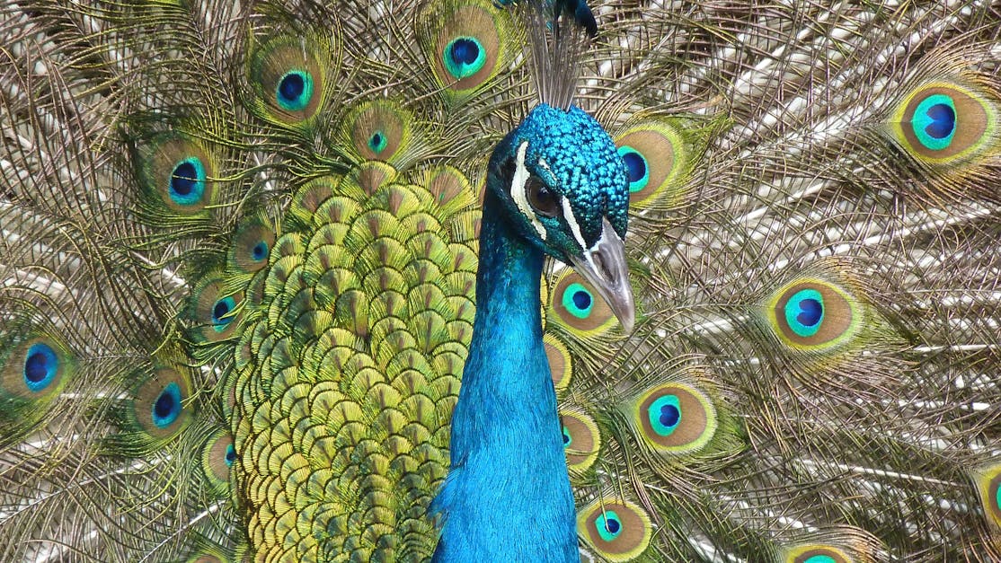 How to draw a peacock feather with oil pastels