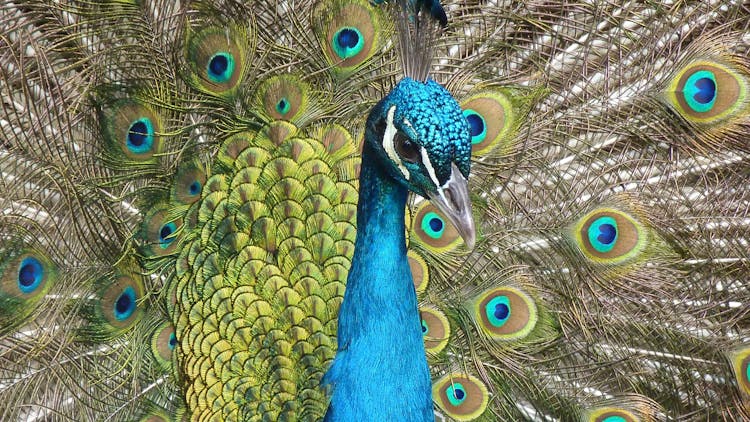 Blue Peacock