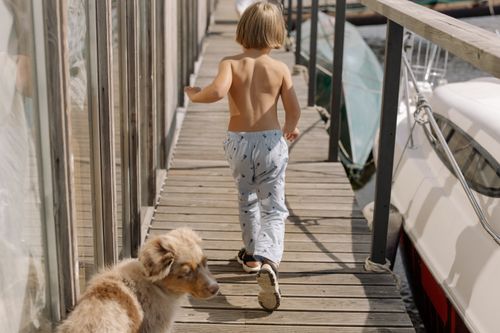 Free A child and an Australian shepherd walk on a sunny wooden pier by the water. Stock Photo