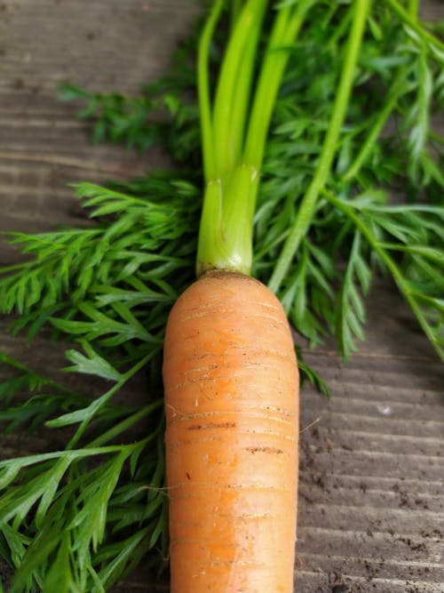 Close-Up Photo of an Orange Carrot