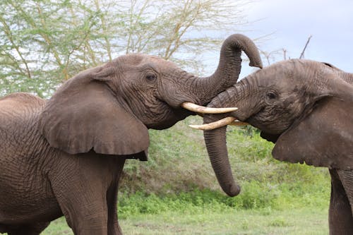 Free Gratis stockfoto met afrikaanse olifanten, beesten, dieren in het wild Stock Photo