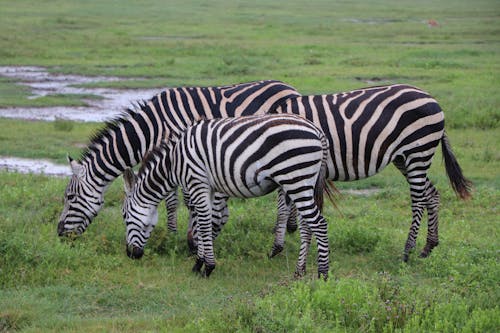 Photograph of Zebras Eating Green Grass