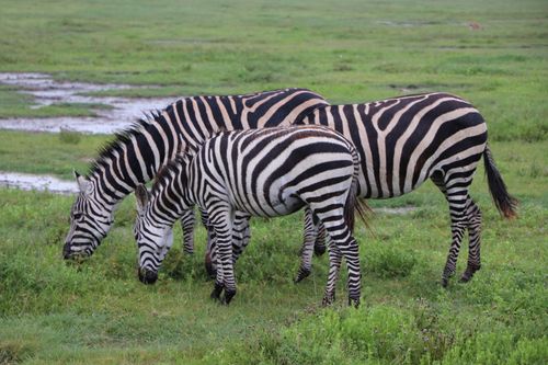 Free A pair of zebras grazing on lush green grass in the Serengeti, Tanzania. Stock Photo