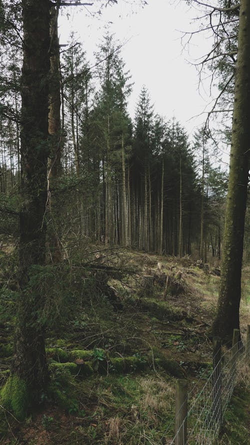 Foto d'estoc gratuïta de arbres forestals, aventura forestal, baguls