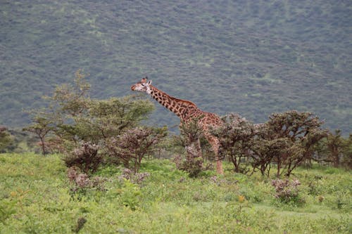 Fotos de stock gratuitas de animal, artiodactyla, campo