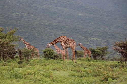Free A group of giraffes grazing in the lush green savannah with rolling hills in the background. Stock Photo