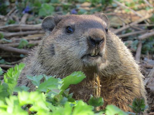 Free Detailed portrait of a woodchuck amidst foliage, showcasing its natural habitat. Stock Photo