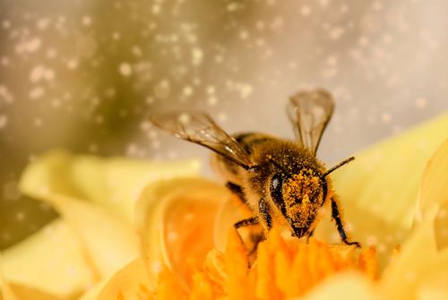 Free Close-up of a bee covered in pollen on a vibrant yellow flower, showcasing nature's pollination process. Stock Photo