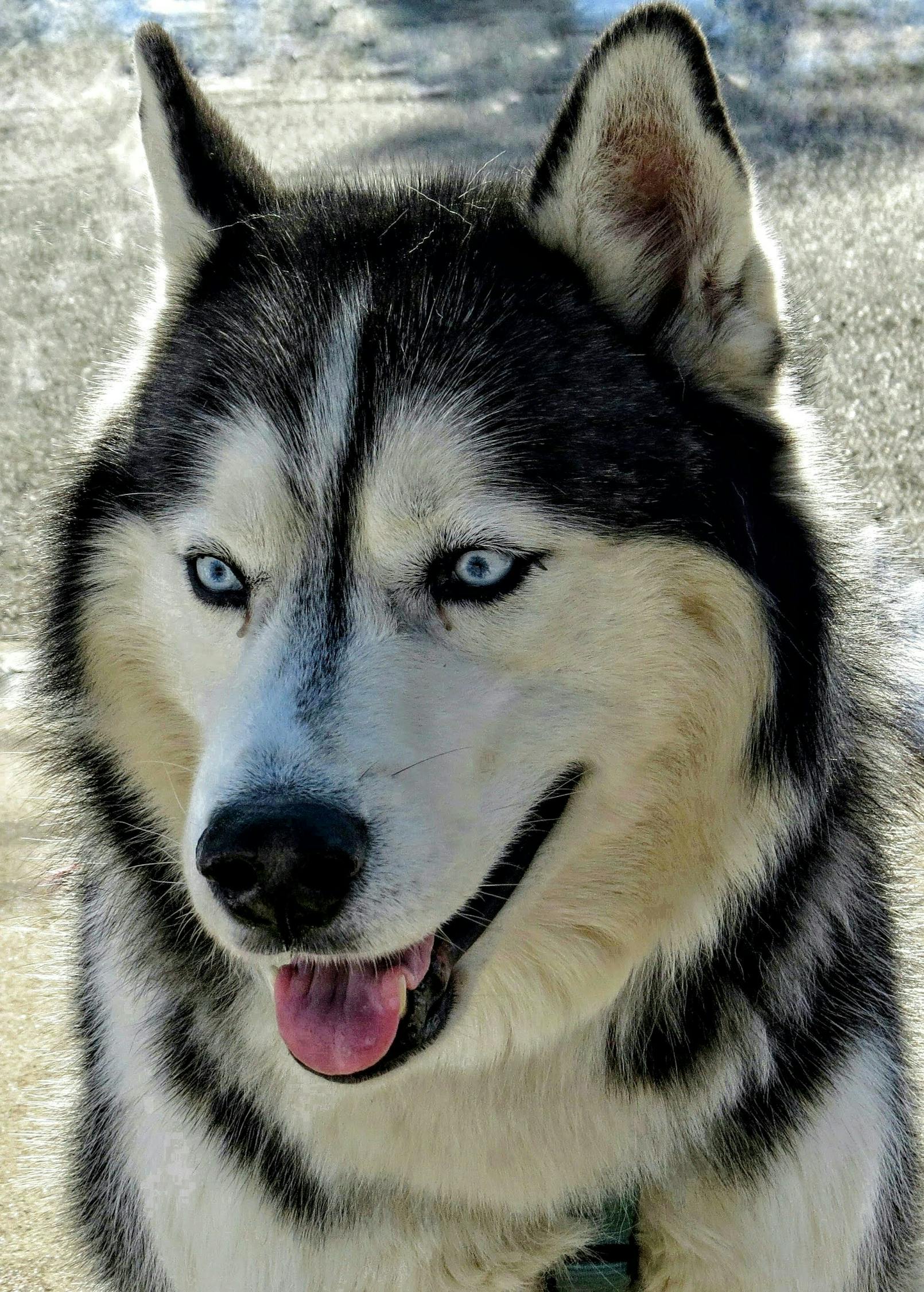 Close-Up Shot a Siberian Husky · Free Stock Photo