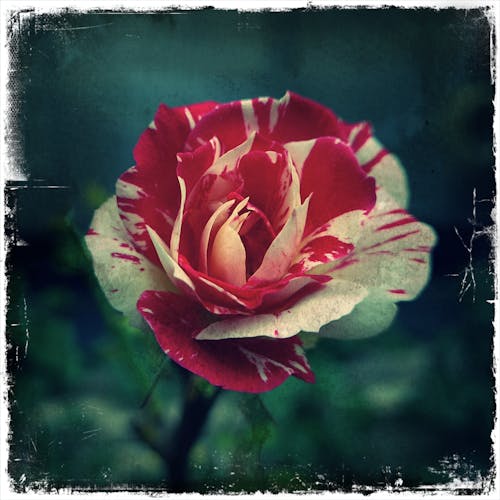 Foto d'estoc gratuïta de flor rosa