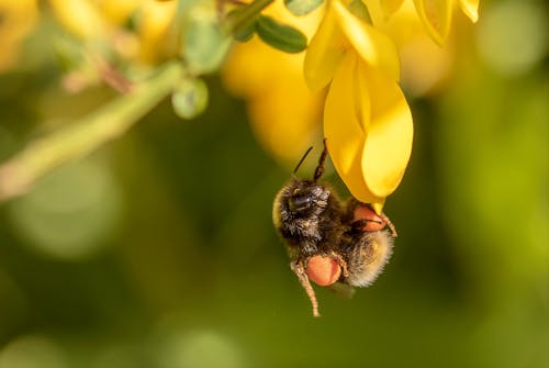 Free Close-Up Shot of a Bee on a Yellow Flower Stock Photo