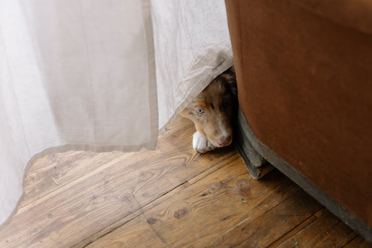 Dog Lying On Wood Floor