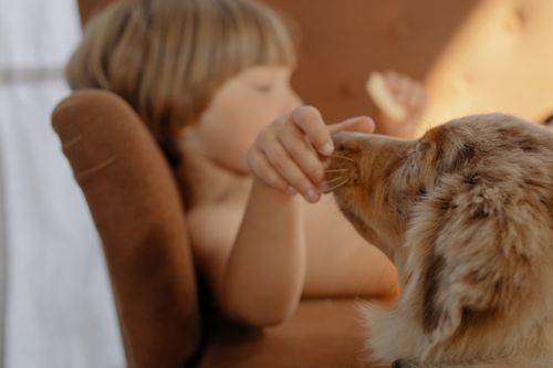 Free A young boy interacting closely with an Australian Shepherd dog inside a cozy room. Stock Photo