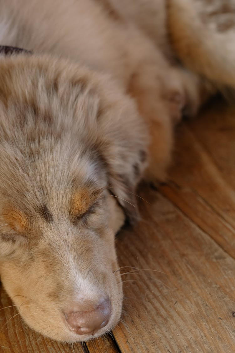 Close-Up Shot Of An Australian Shepherd Sleeping