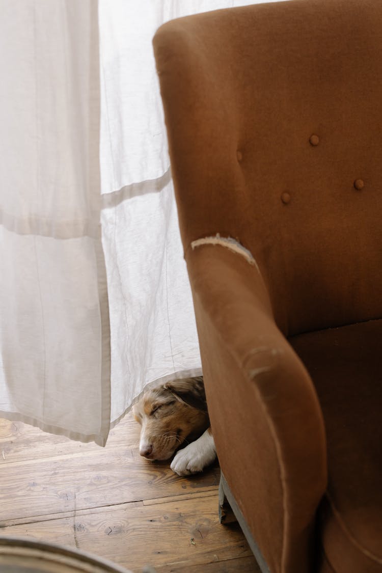 Dog Lying On The Floor Behind Sofa Chair