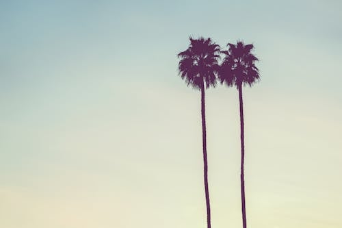 Free Silhouette of Palm Trees Stock Photo