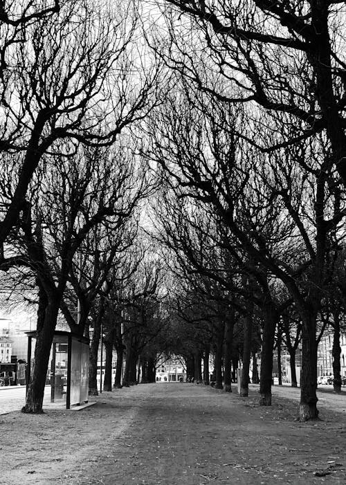 Fotos de stock gratuitas de árbol, arboles, avenida