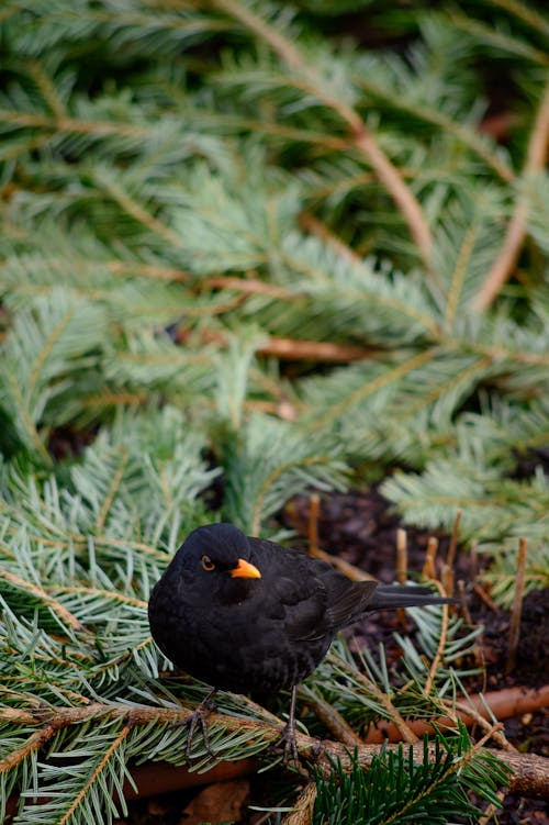 A Blackbird Perched on a Branch