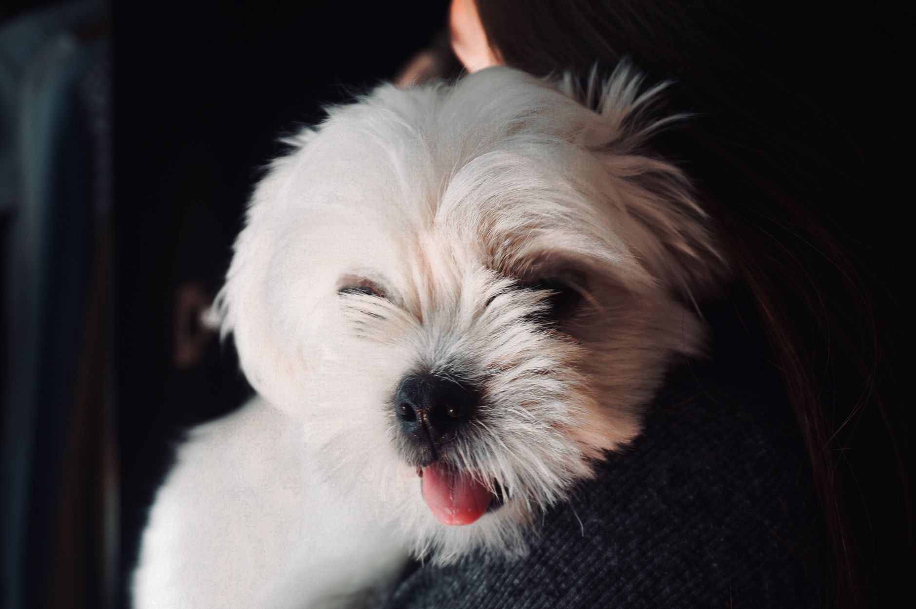 Healthcare and wellness consultation for a dog