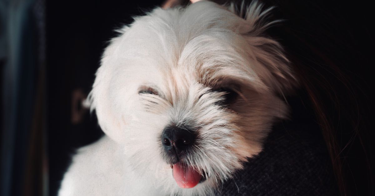 Sitzhu A Close-Up Shot of a Shih Tzu Dog · Free Stock Photo