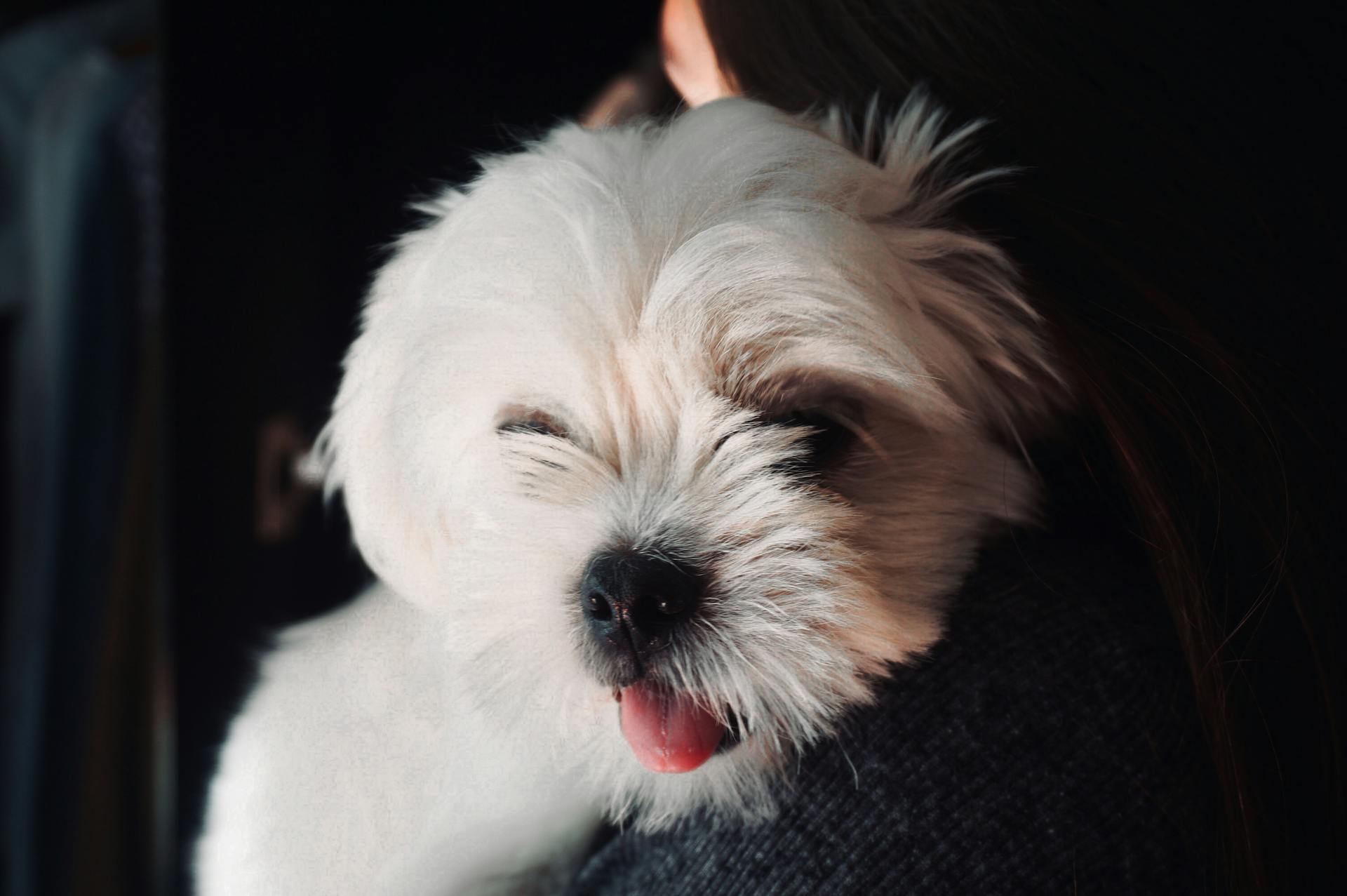 Un chiot Shih Tzu au plus près