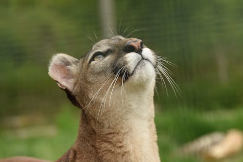 Free Close-Up Shot of a Cougar Looking Up Stock Photo