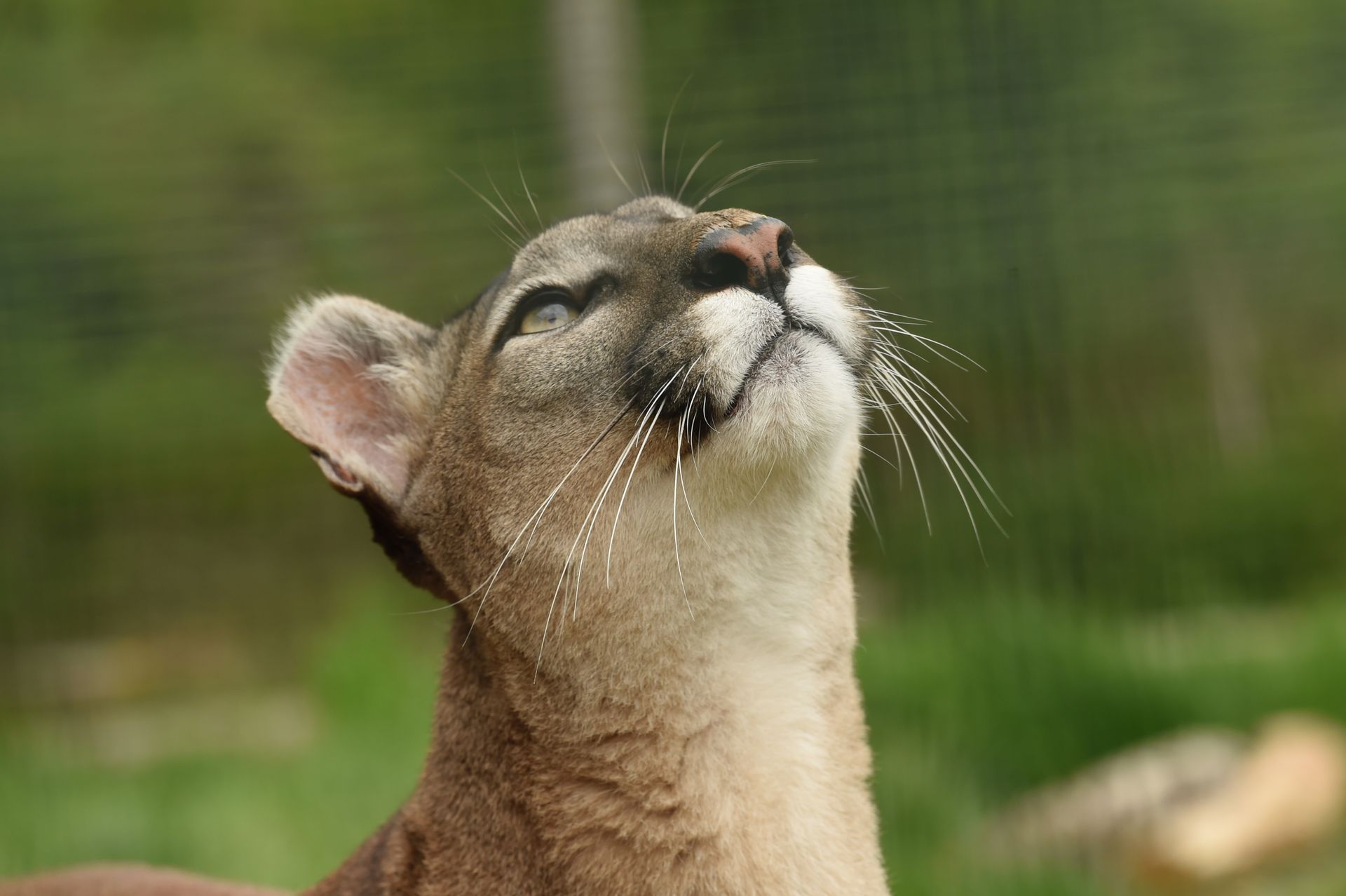 Close-up of a puma looking upwards with a blurred natural background, showcasing its distinctive whiskers and fur.