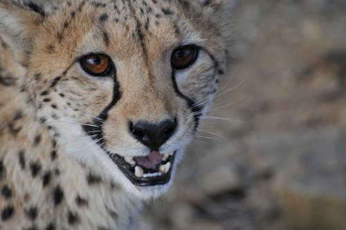 Free Close-Up Shot of a Cheetah Stock Photo