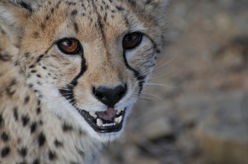 Free Stunning close-up of an alert cheetah showcasing its detailed fur and intense gaze in the wild. Stock Photo