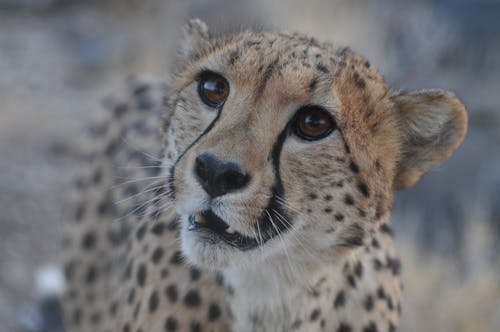 Close-Up Shot of a Cheetah