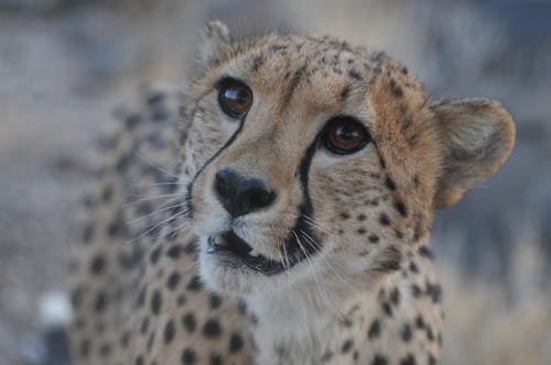 Foto profissional grátis de animais selvagens, animal selvagem, arriscado