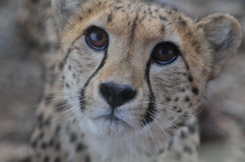 Close Up Photo of a Cheetah