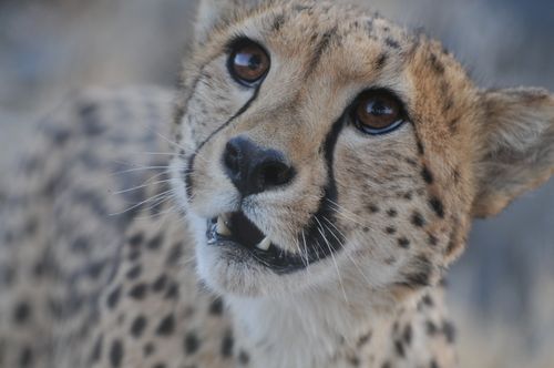 Free A close-up view of a cheetah with focus on its expressive eyes and distinct facial markings. Stock Photo