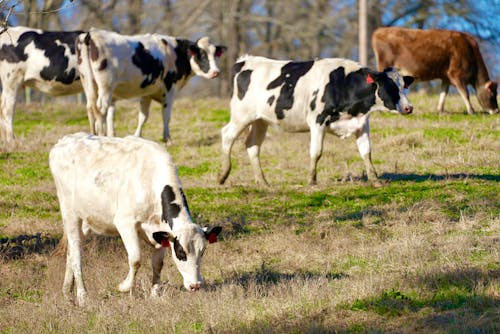 Herd of Cows in the Grassy Field